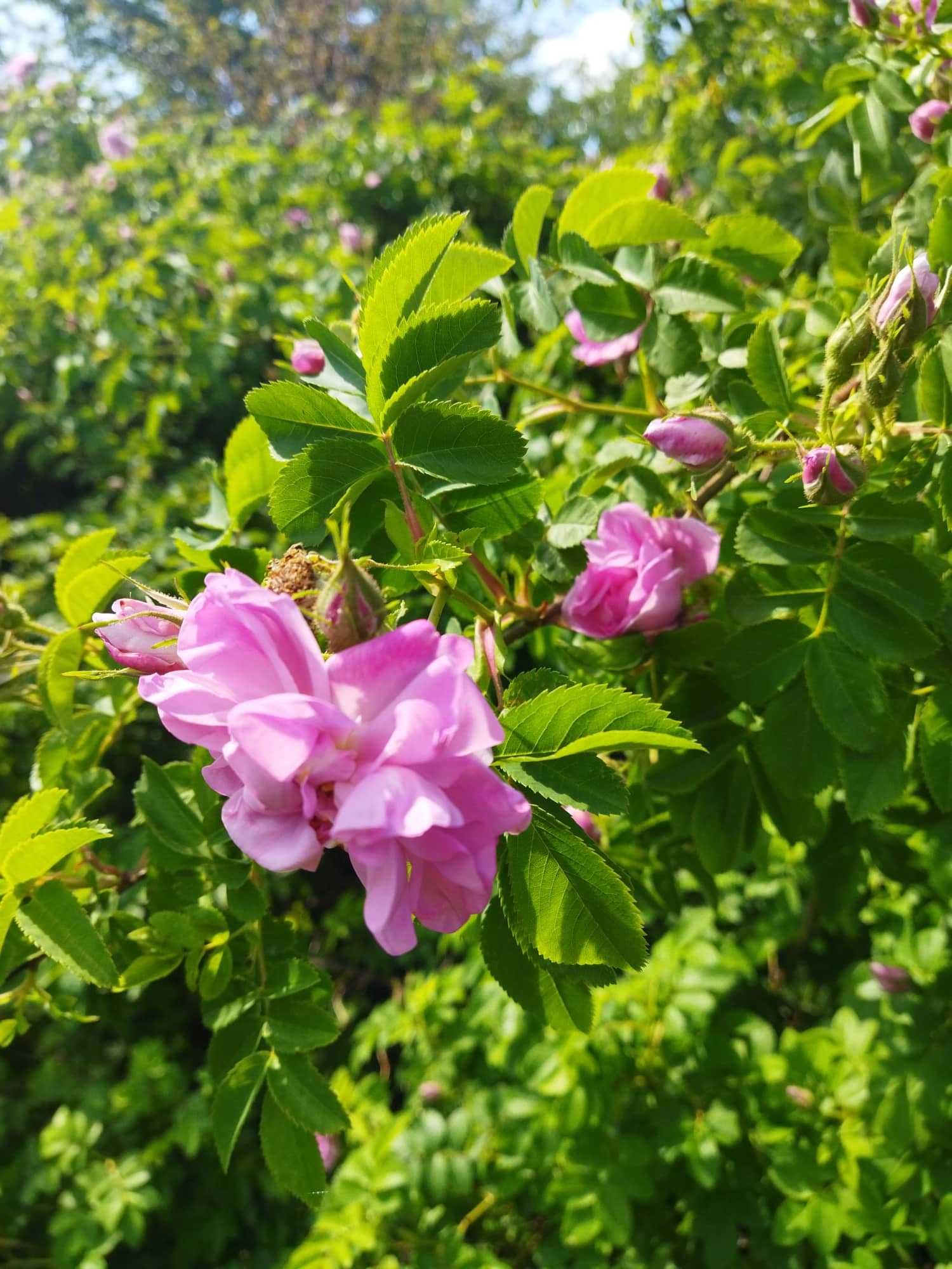 Пелюстки рози запашної, ружа.