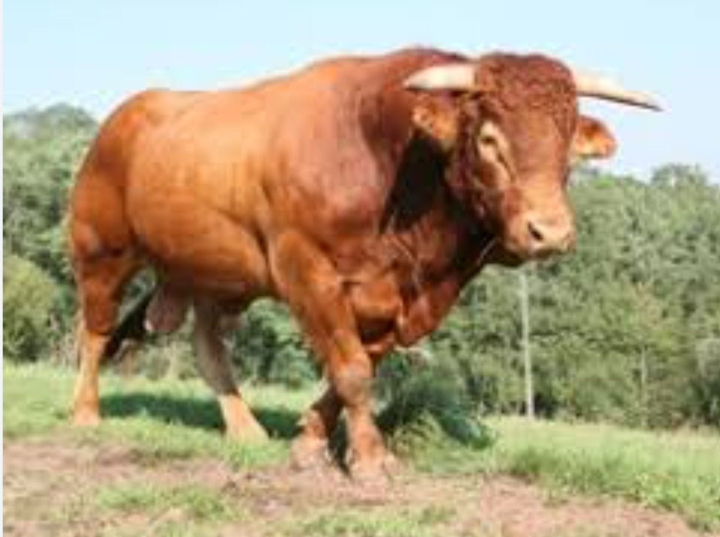 Skup zywca bydła zwierzat byki krowy jałówki