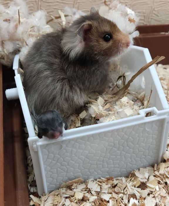 Хом'як королівський