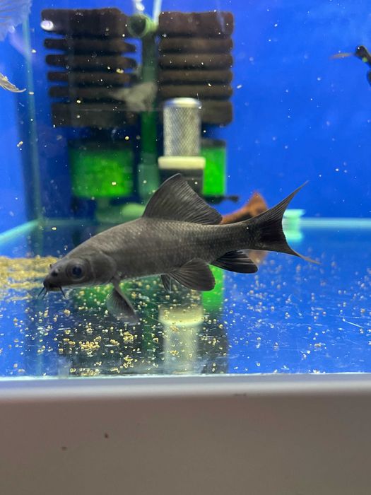 Labeo chrysophekadion (Black Shark Fish)