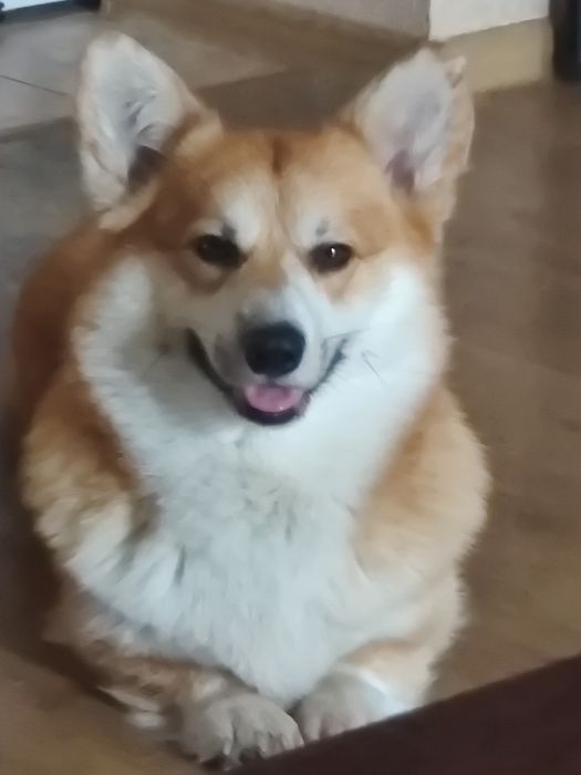 Корги кабель 1 вязка