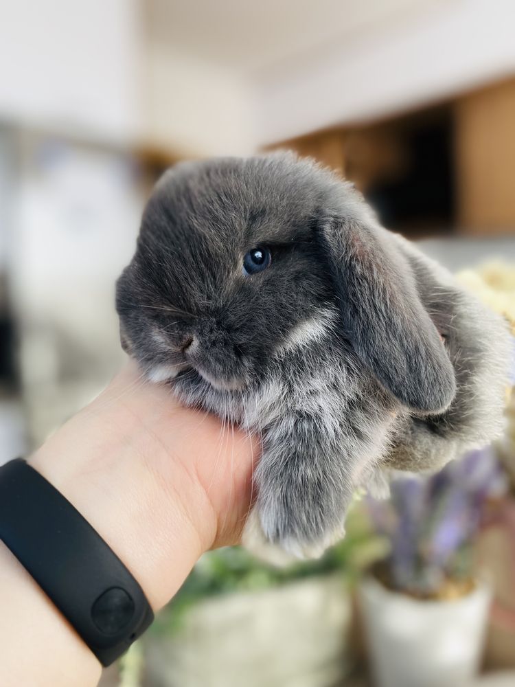 Hodowla królików MINI LOP - królik miniaturka/metryka