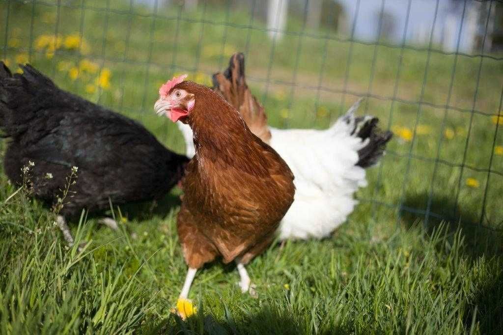 Kaczki kokszki nioski Rosa kolorowa na wybieg odchowana dowóz Gratis