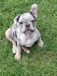 Buldog Francuski