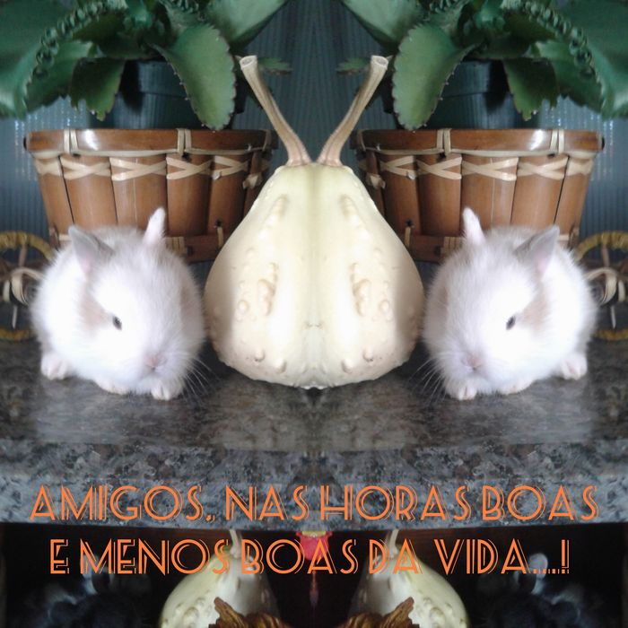 Coelhinhos anões