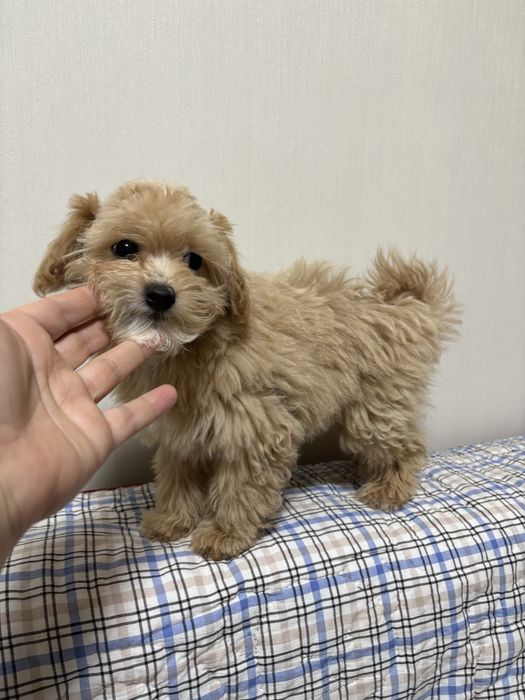 Міні мальтипу F1