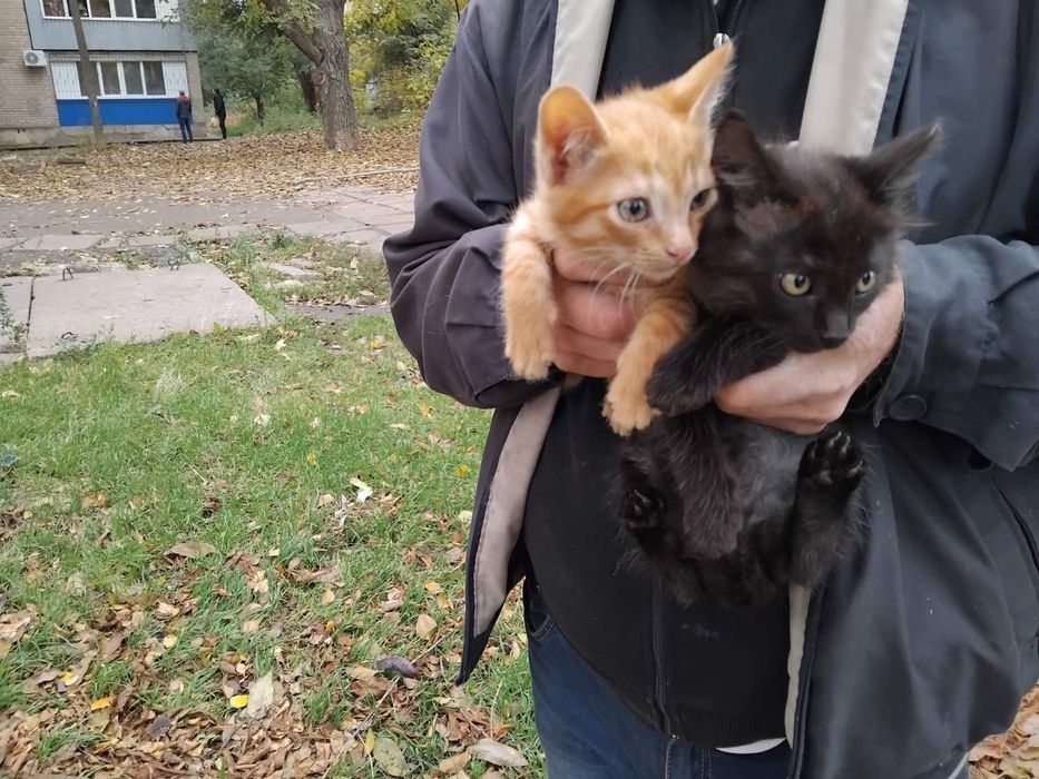 Котята ищут семью. Котенок бесплатно. Кошка. Кот. Котята даром