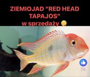 Tapajos Red Head