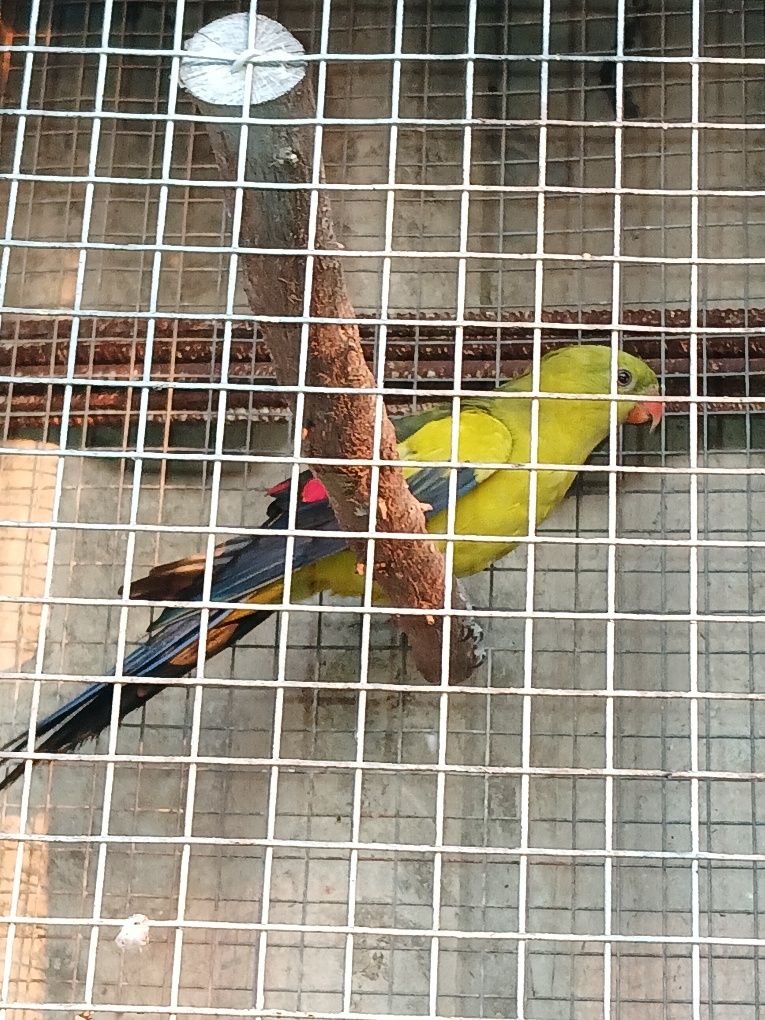 Vendo casal de Ringneck e Piriquito Regente macho
