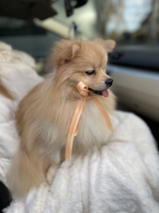 Померанські шпіци — Маленькі щастячка готові до переїзду