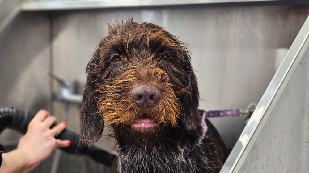 Грумер- шукаємо майстра в свою команду!