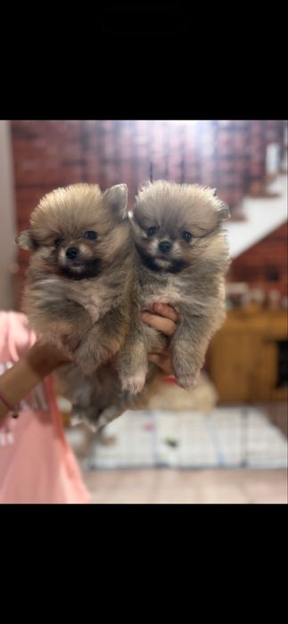 Szpic miniaturowy suczka i piesek WROCŁAW