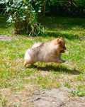Pomeranian - malutki piesek (FCI)