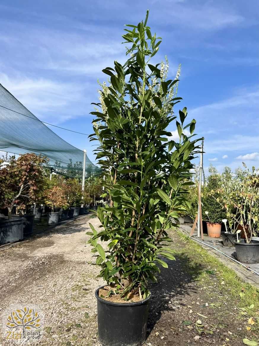 Laurowiśnia Wschodnia / Prunus Laurocerasus 'Elly' / Wys.125-175cm