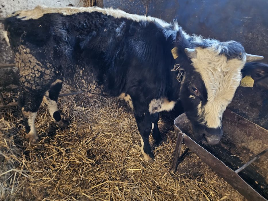 Sprzedam 2 byki roczne białogrzbiety