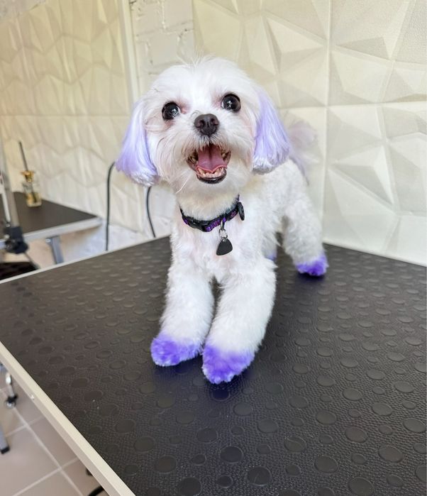 Грумінг -30% на перший візит