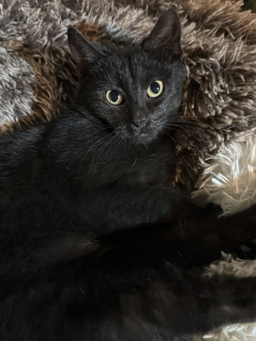 Urszulka pomijana w adopcjach, prosi Cię o szansę