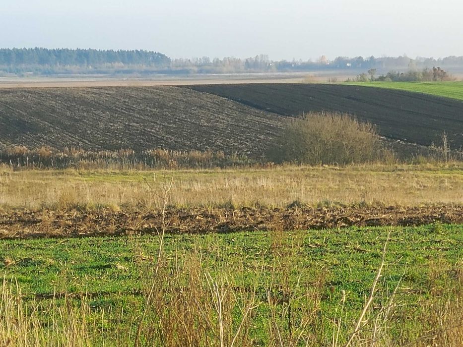 ДІЛЯНКА від ОЛЕКСАНДРА!  Фасадна ділянка в с. Забороль, під забудову