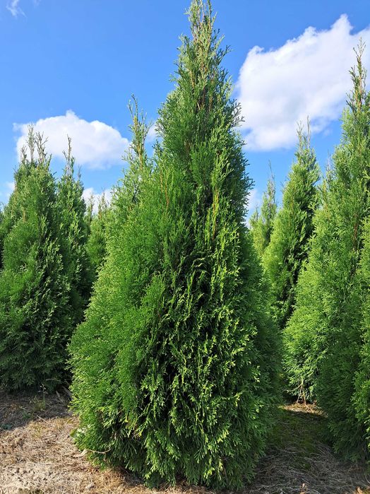 Tuja Szmaragd 140, GAT 1, Gwarancja, Gęste, Doradztwo, Dowóz, Sadzenie