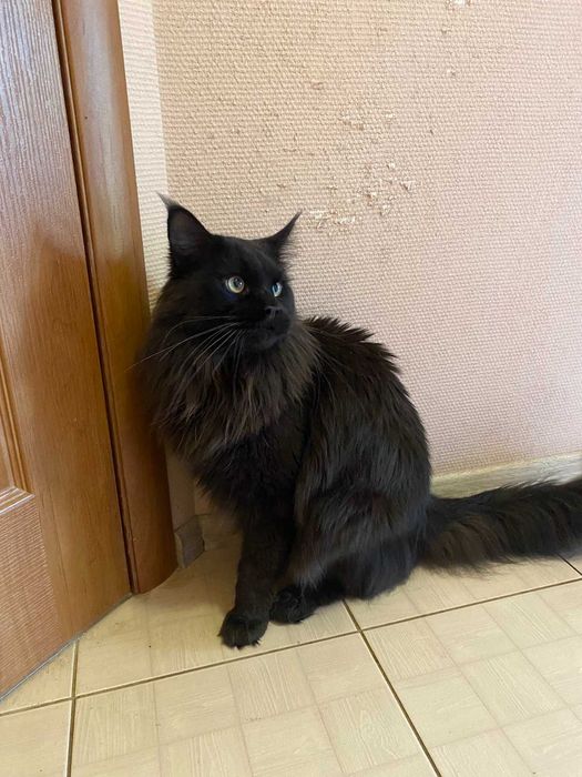 Черный мейн-кун вязка, с документами