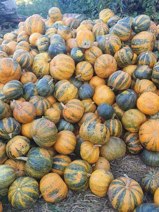 Насіння голонасінного гарбуза