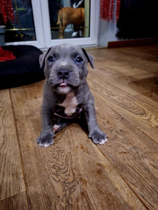 Szczeniak American Staffordshire Terrier (Amstaff).