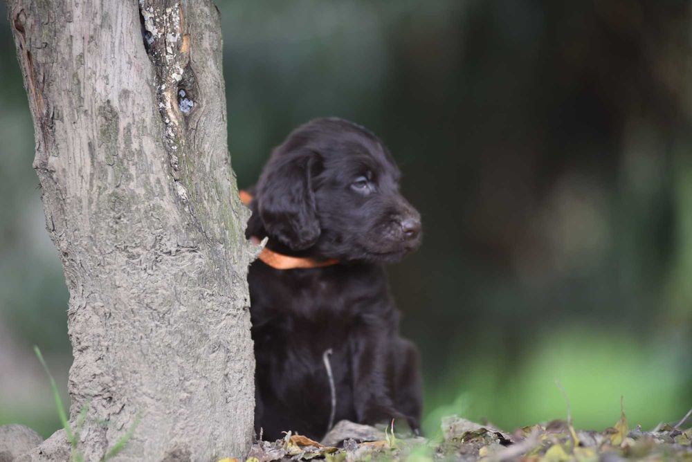 Flat Coated Retriever - wątrobiany chłopak  ZKwP/FCI