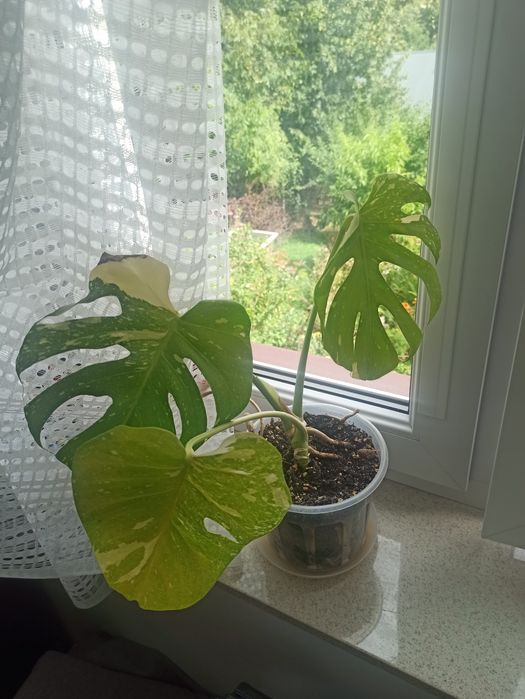 Monstera dziurawa