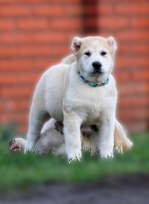 Дівчинка - вовкодав.  Таяна.