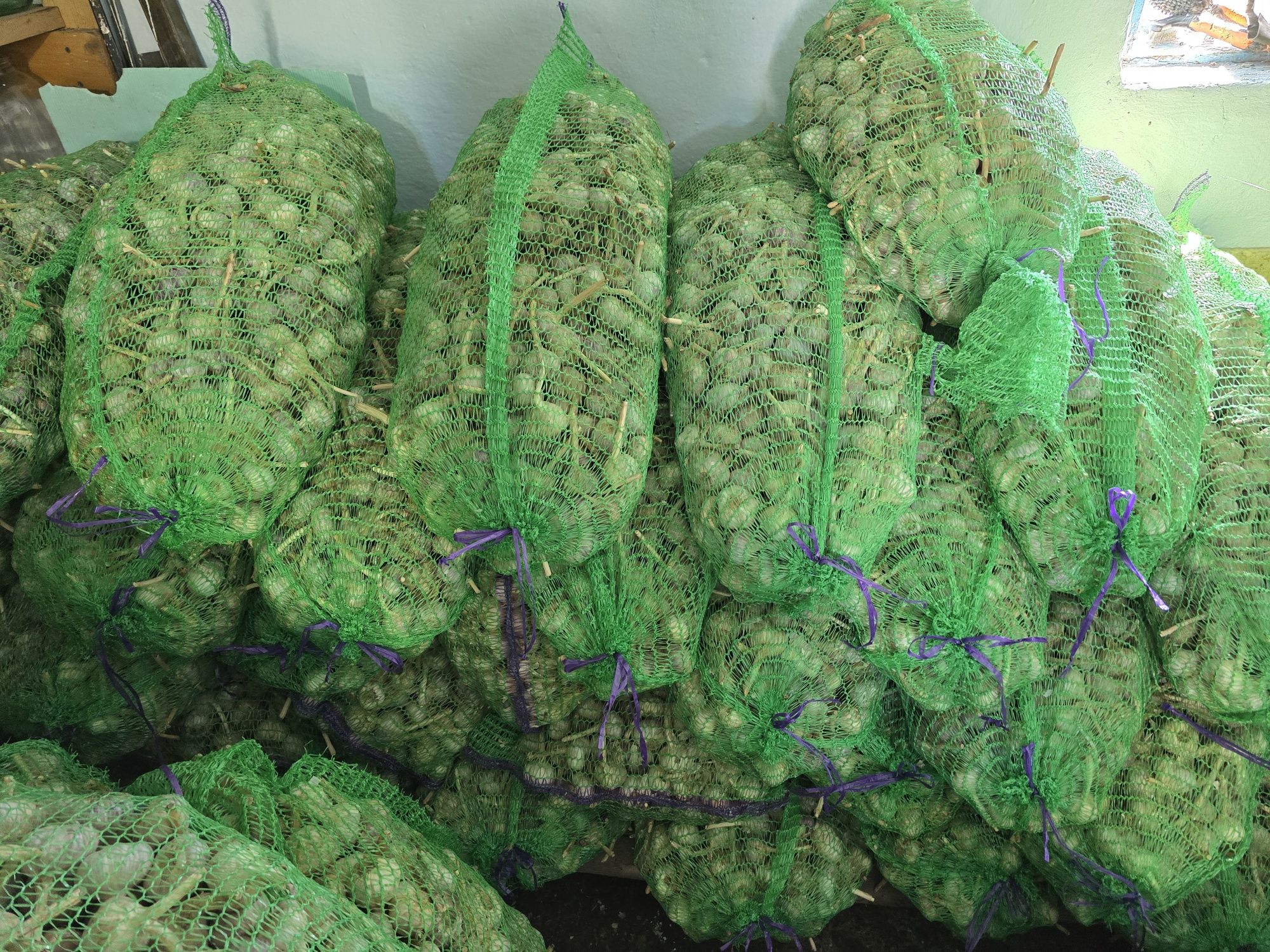 Продам часник,  сорт "Любаша" є різна фракція.