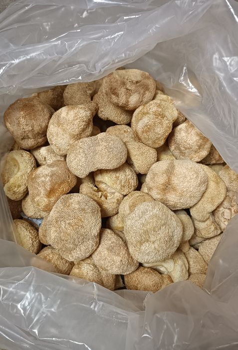 Їжовик гребінчастий 500г