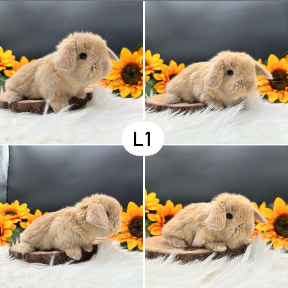 Kroliczki mini lop