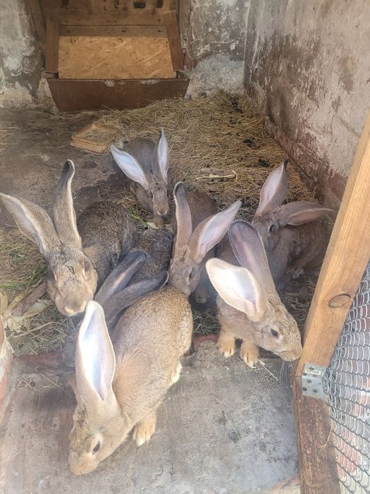 Króliki Olbrzym Belgijski Olbrzymy Belgijskie