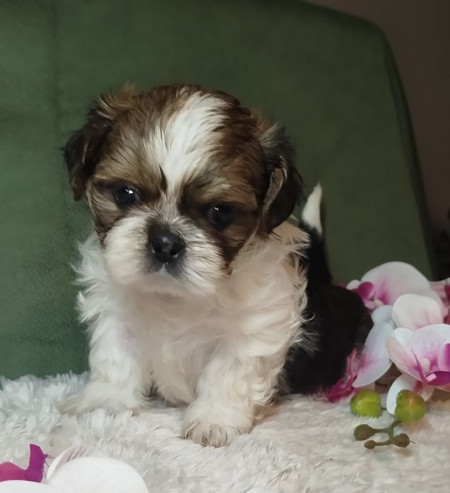 Piękna suczka Shih Tzu gotowa do zmiany domu