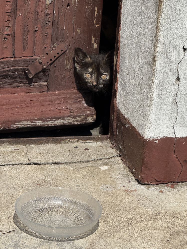 Malutkie Kotki do adopcji