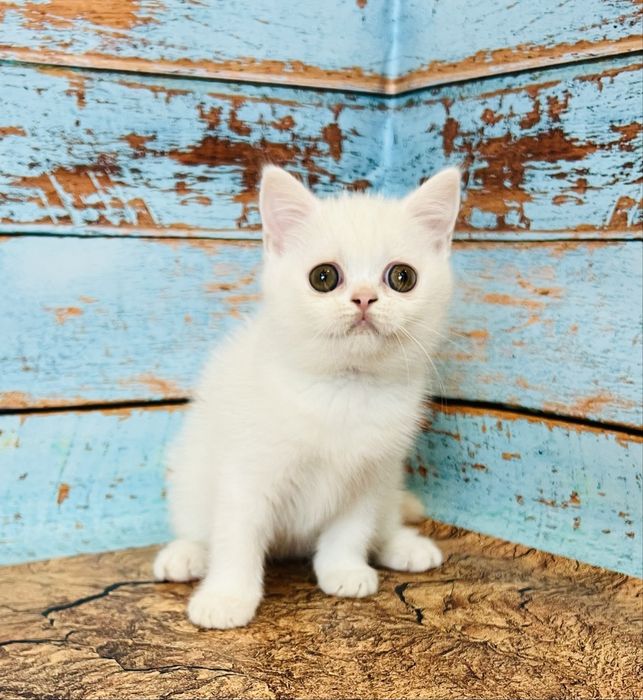 Біла кіше шотландської