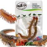probugs eco-fresh scolopendra centipede 2pcs - świeże skolopendry
