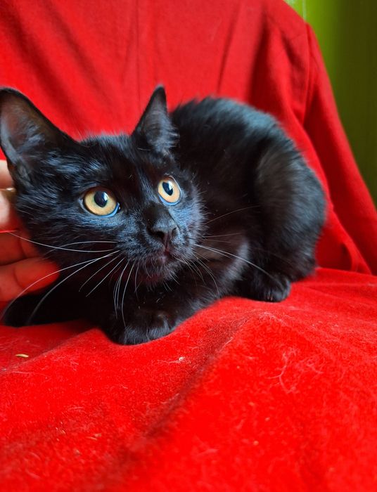 Черный кастрированный  котёнок мальчик ищет дом! Котята в хорошие руки
