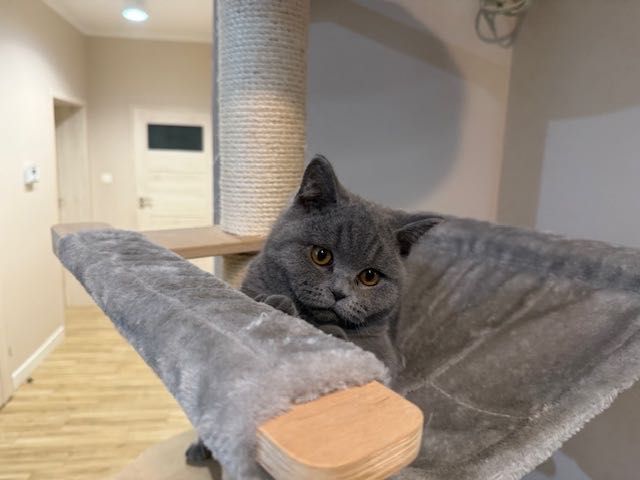 Kocurek brytyjski niebieski z rodowodem gotowy do odbioru