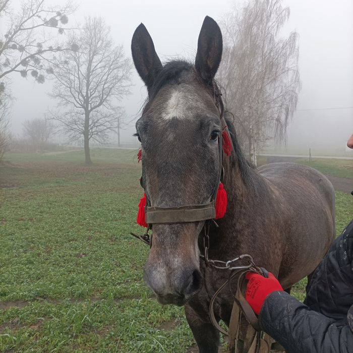Sprzedam klacz w typie  Śląska