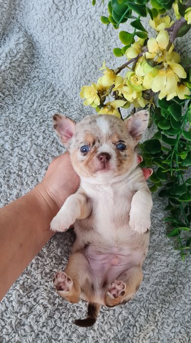 Excecional menino merle Chihuahua/Chiuaua. LinhagemRussa