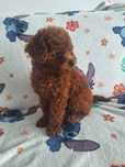 Pudel toy piesek