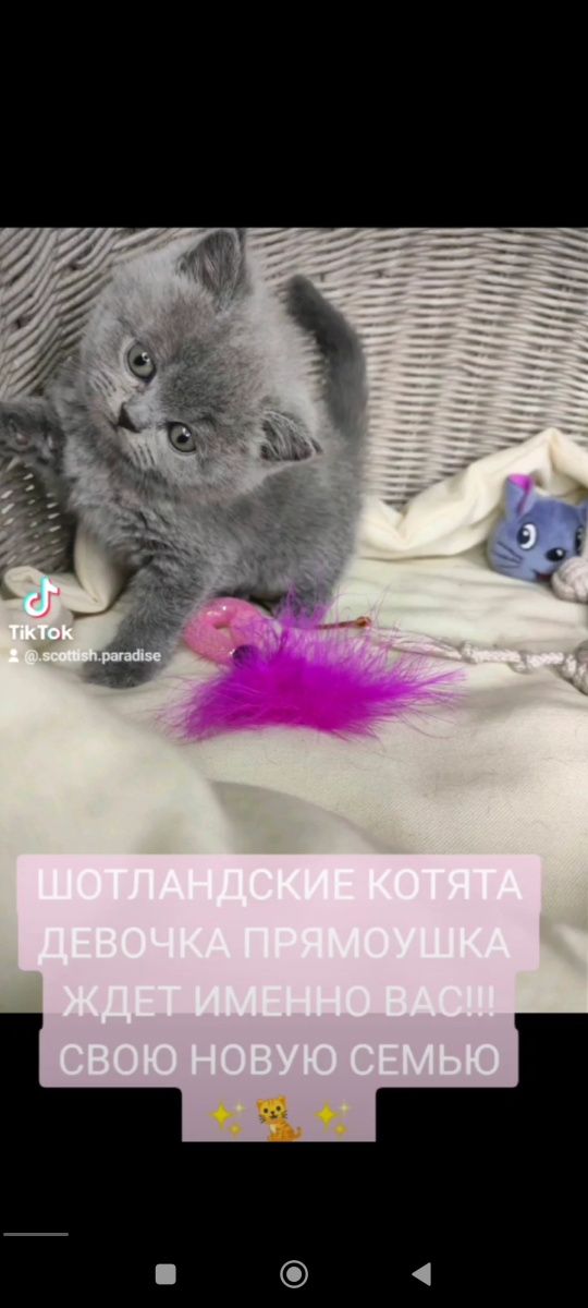 Продам Шотландских котят