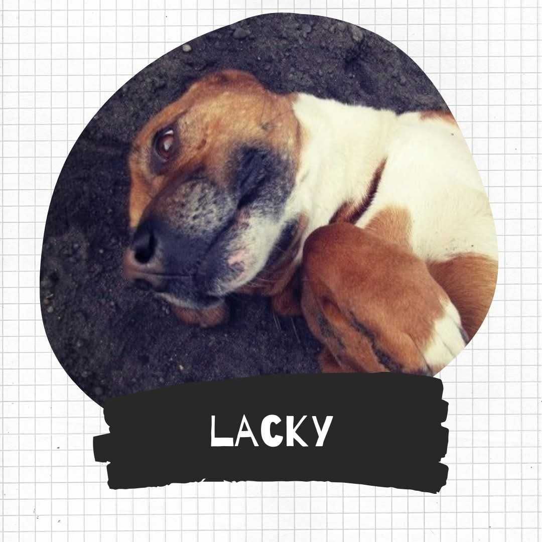 Pokochaj i adoptuj LAKIEGO