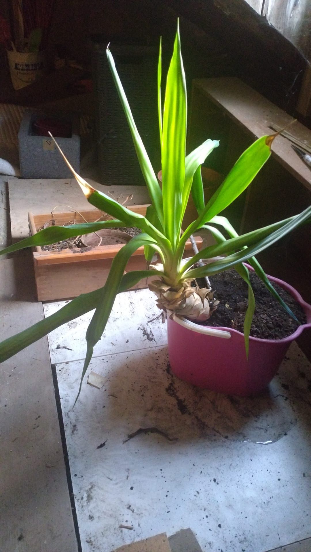 Planta natural Yucca