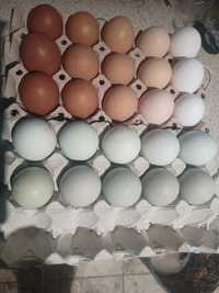 Jaja wiejskie kolorowe