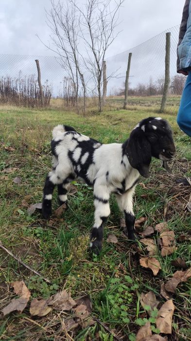 Англо-нубійські 100% кози
