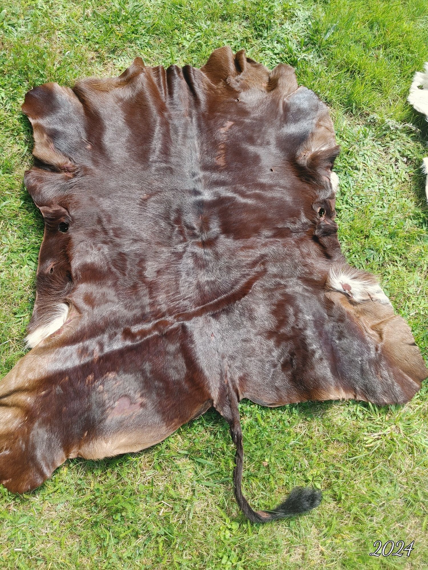 Skóra cielęca. 3szt Wymiar ok. 80x90cm. Brązowe i łaciate