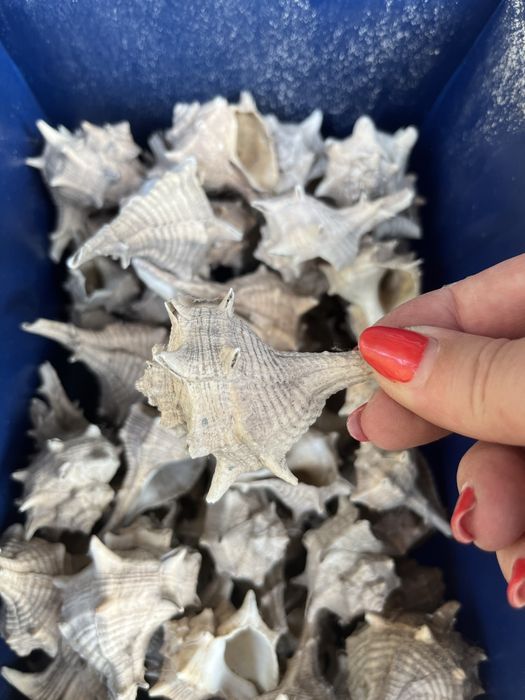 buzios para decoração