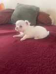 chihuahua fêmea  de  pelo longo